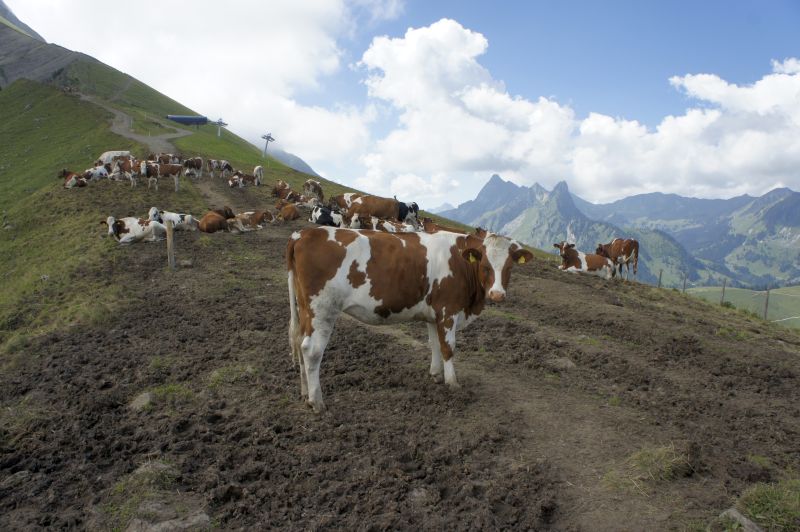 Eine friedliche Kuhherde