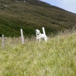 Ein letzter Gruss vom Hirtenhund