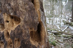 Termiten im Teufelskeller?