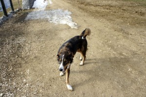 Neugieriger Hund