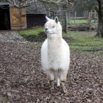 Immer häufiger bei uns anzutreffen. Ein Lama.