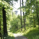 Der Albis-Turm im Wald