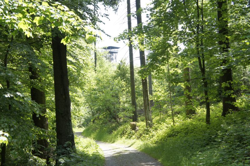 Der Albis-Turm im Wald