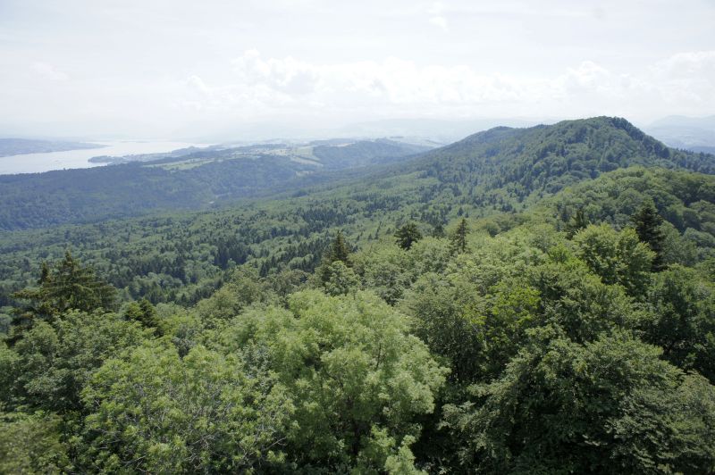 Aussicht über die Albiskette und den Zürichsee