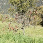 Baum voller Äpfel, aber ohne Blätter