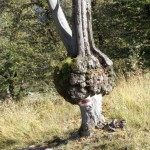 Der Baum musste in seinem Leben leiden