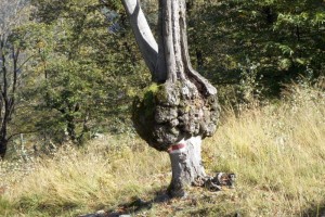 Der Baum musste in seinem Leben leiden
