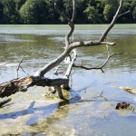 Der gestaute Rhein bei Eglisau lockt zum Bade...