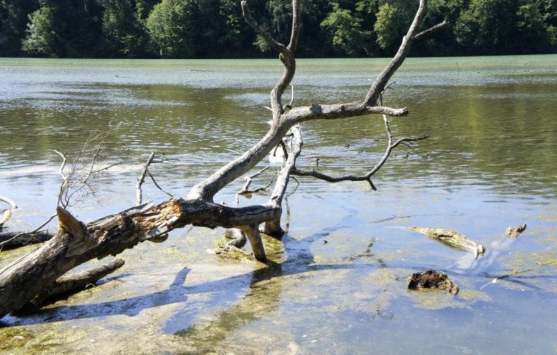 Der gestaute Rhein bei Eglisau lockt zum Bade...