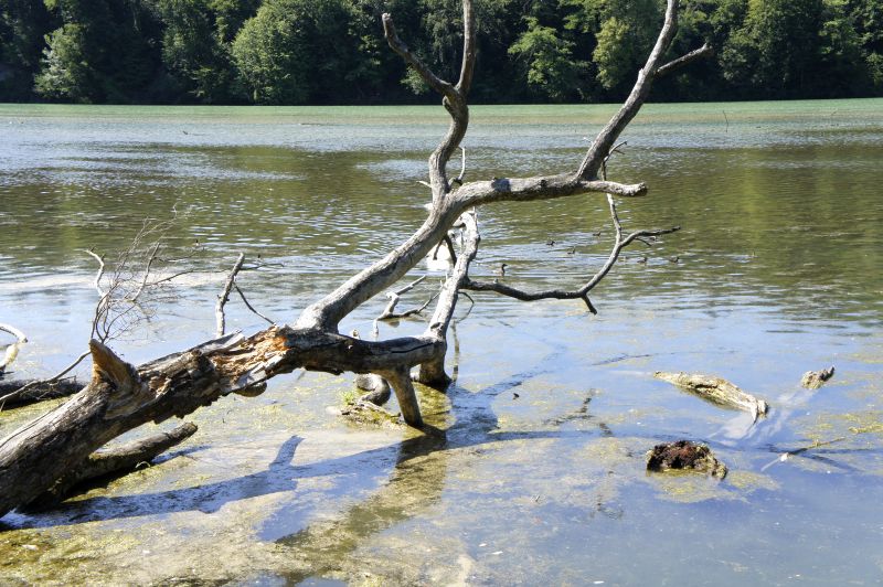 Der gestaute Rhein bei Eglisau lockt zum Bade...