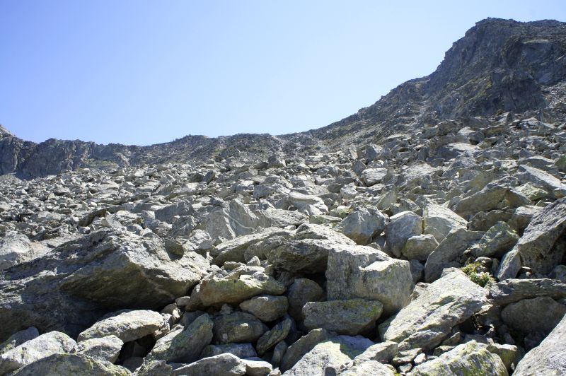 Suchspiel: Irgendwo ist ein Schaf