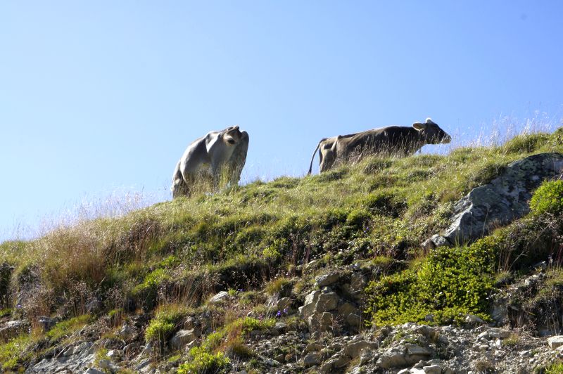 Kühe ohne Höhenangst