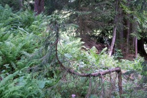 Braunwald: Zauberwald