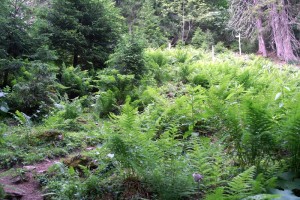 Braunwald: Zauberwald