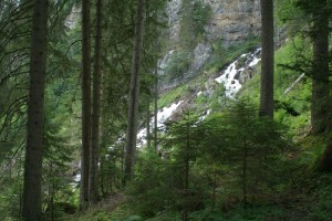 Braunwald