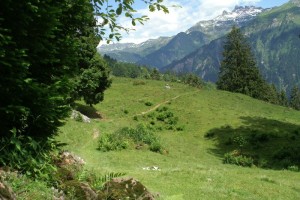 Braunwald