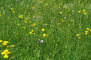 Blumenwiese