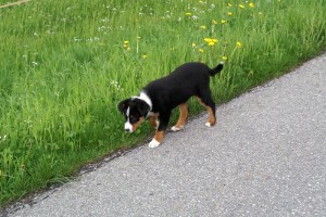 Appenzellerbless