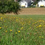 Blumen bei Würenlos