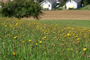 Blumen bei Würenlos