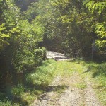 Das alte Bahntrasse der Misox-Bahn