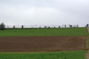 Straussenfarm