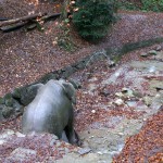 Der Elefant im Bach