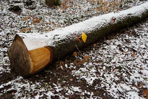 Kolumne: Mein Freund, der Baum …