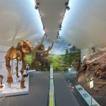 Mammutmuseum Niederweningen