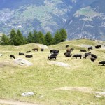 Friedliche grasende Kühe beim Aussichtspunkt "Schwarzi Blatte"