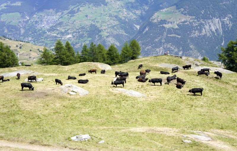 Friedliche grasende Kühe beim Aussichtspunkt "Schwarzi Blatte"