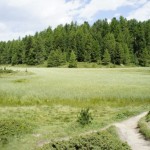 Hochmoor Boningersee