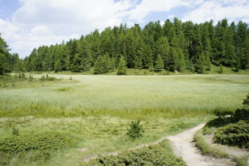 Hochmoor Boningersee
