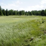 Hochmoor Boningersee