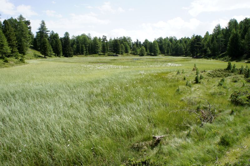 Hochmoor Boningersee