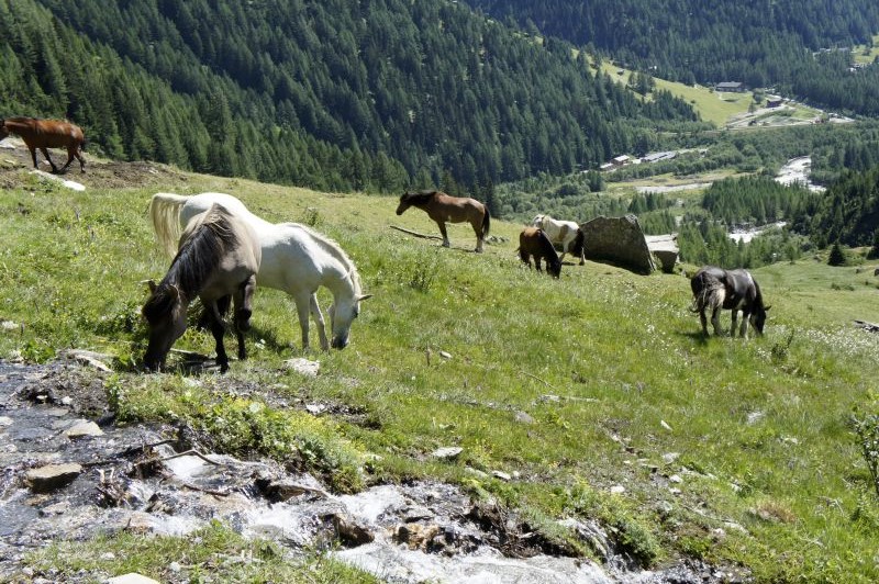 Pferde und Kühe in Eintracht