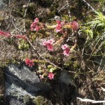 Alpenrosen am Wegesrand