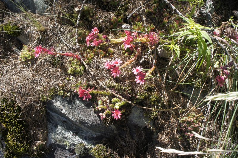 Alpenrosen am Wegesrand