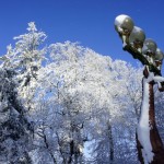 Bruno Webers Hirschleuchten im Aufstieg zum Uetliberg Kulm