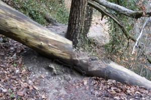 Der Baum wird gangbar gemacht