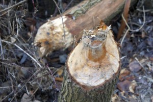 Ein Baum, gefällt durch einen Biber