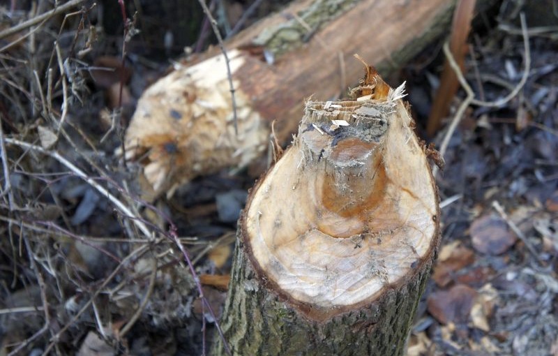 Ein Baum, gefällt durch einen Biber