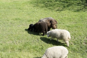 Friedliche Schafe