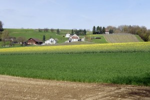 Ein Weiler ob dem Rhein