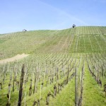 Weinberge am Rhein