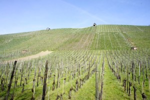 Weinberge am Rhein