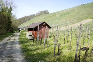 Weinbau