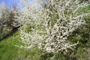 Blühendes Obst in Eglisau
