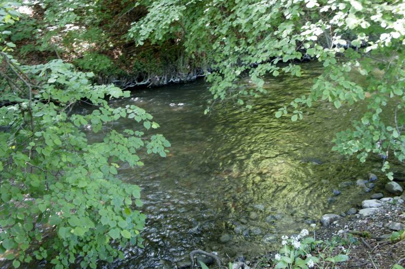 Am Aaabach zwischen Niederlenz und Wildegg