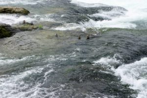 Der Rheinfall